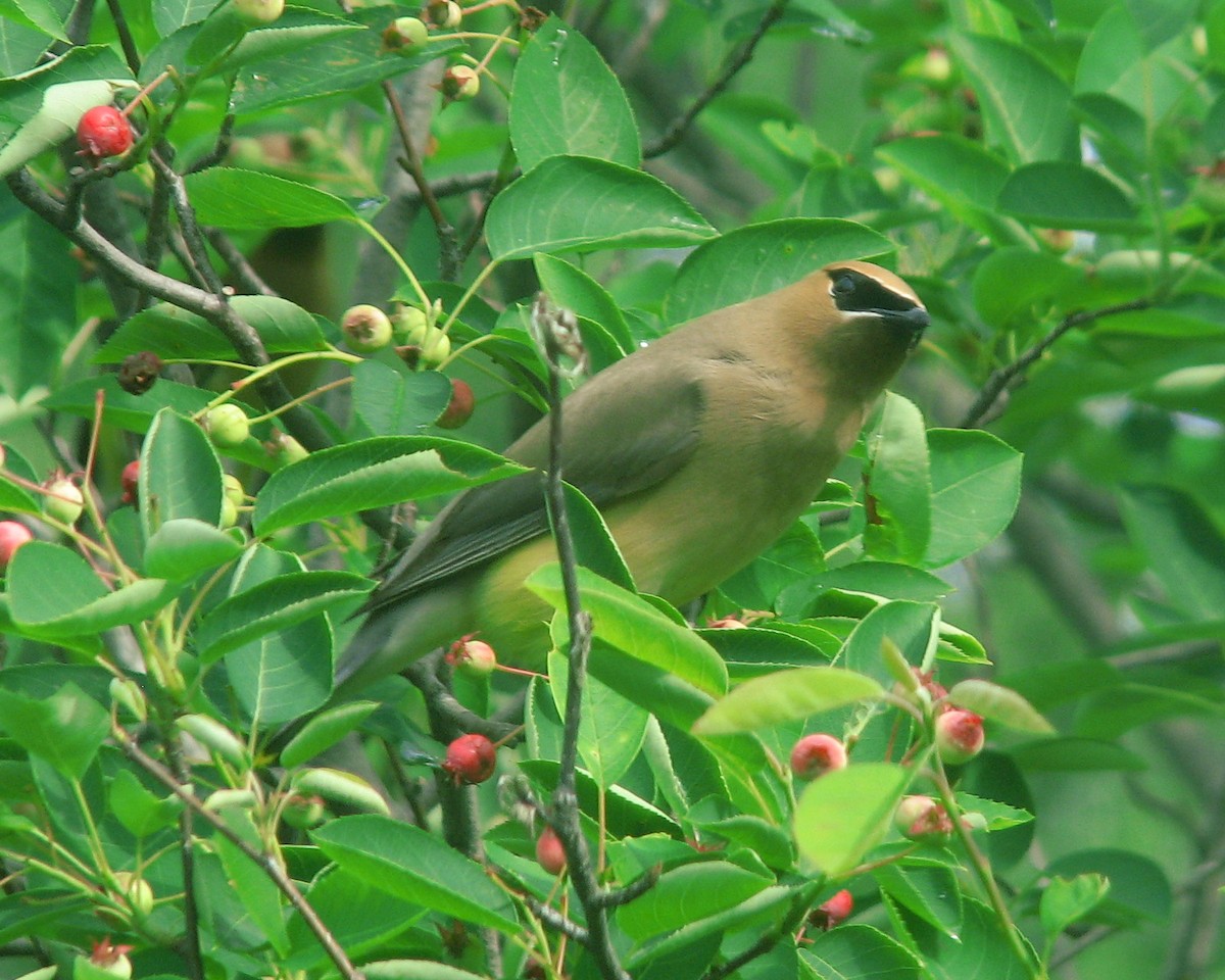 Cedar Waxwing - ML620763936