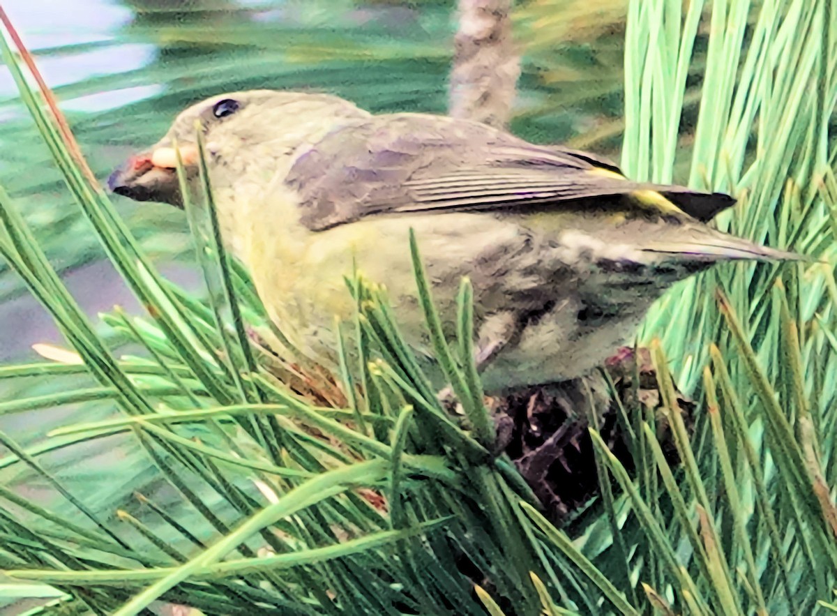 Red Crossbill - ML620763940