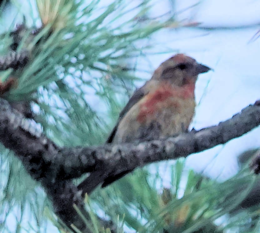 Red Crossbill - ML620763941