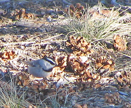 Mountain Chickadee - ML620763942