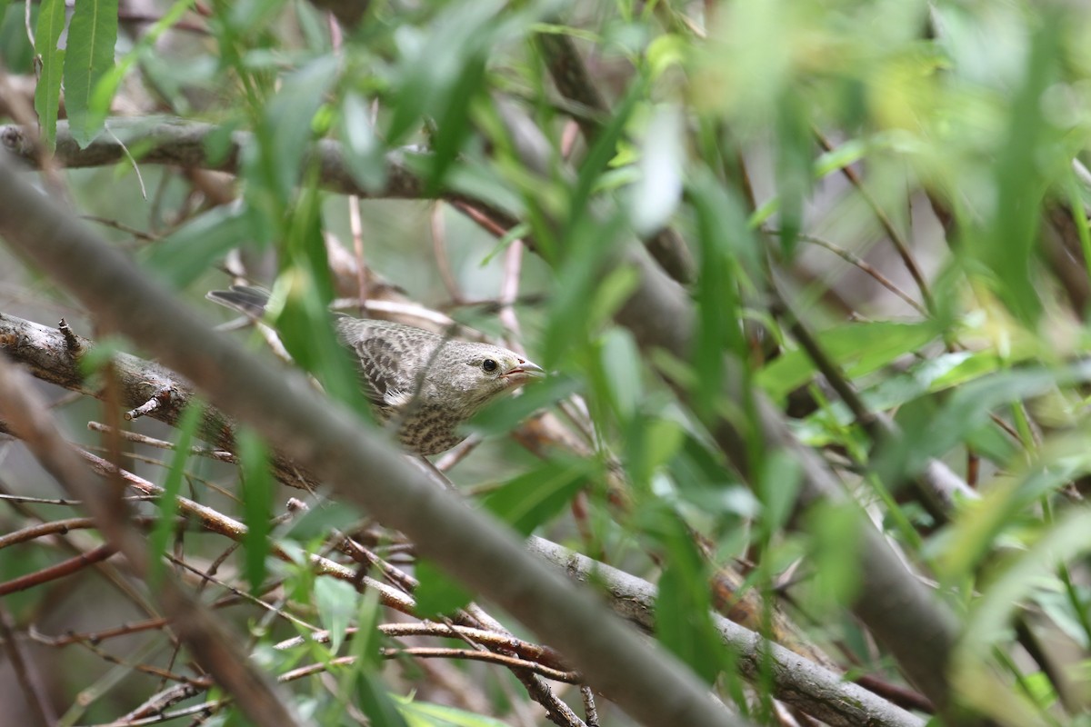 Brown-headed Cowbird - ML620763944