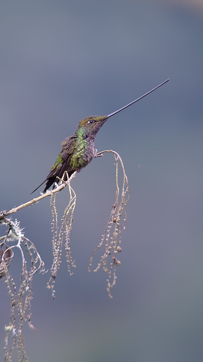 Sword-billed Hummingbird - ML620763952