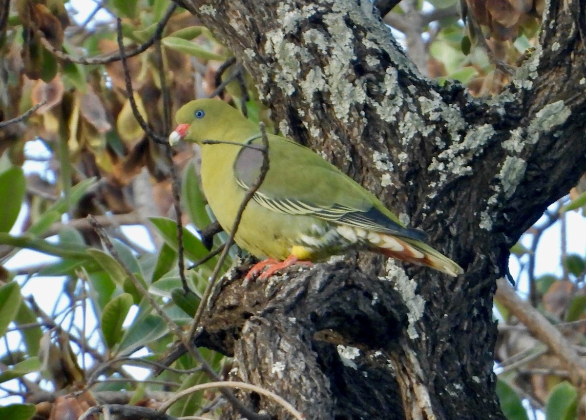 African Green-Pigeon - ML620763964