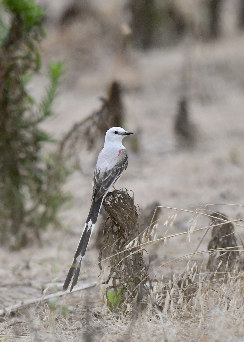 Scissor-tailed Flycatcher - ML620763969