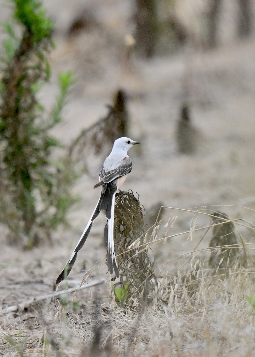 Scissor-tailed Flycatcher - ML620763971