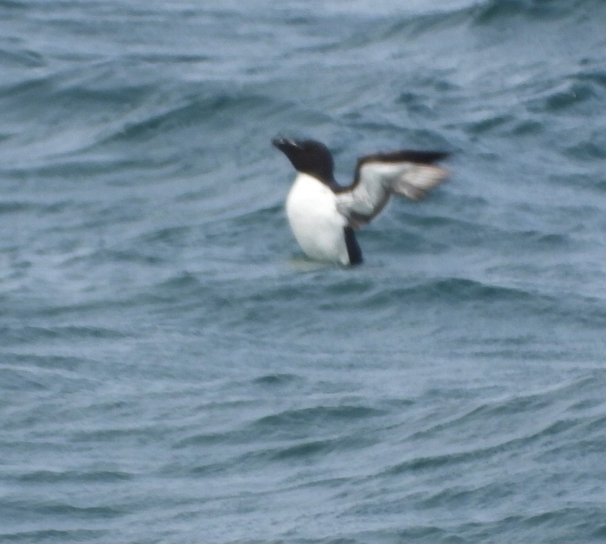 Razorbill - ML620763987