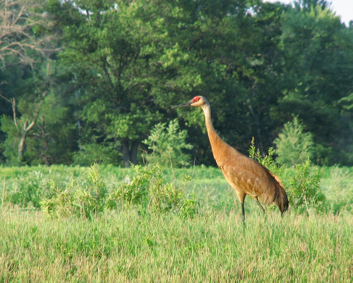 Whooping Crane - ML620763995