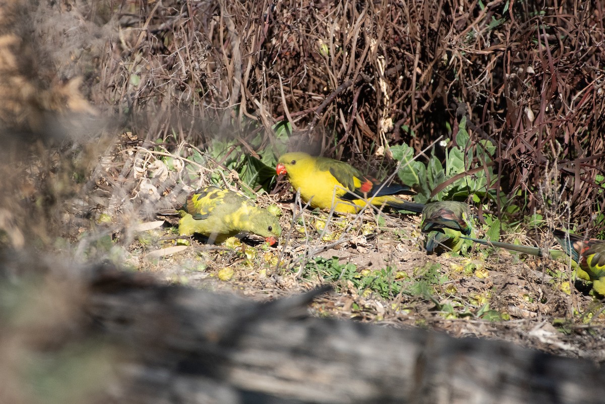 Regent Parrot - ML620763997