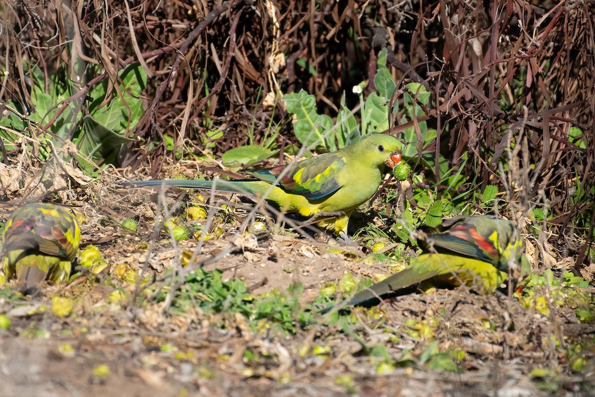 Regent Parrot - ML620763998