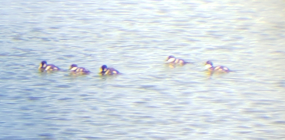 Bufflehead - ML620763999