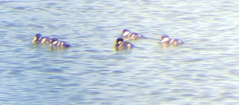 Bufflehead - Michael Hopper