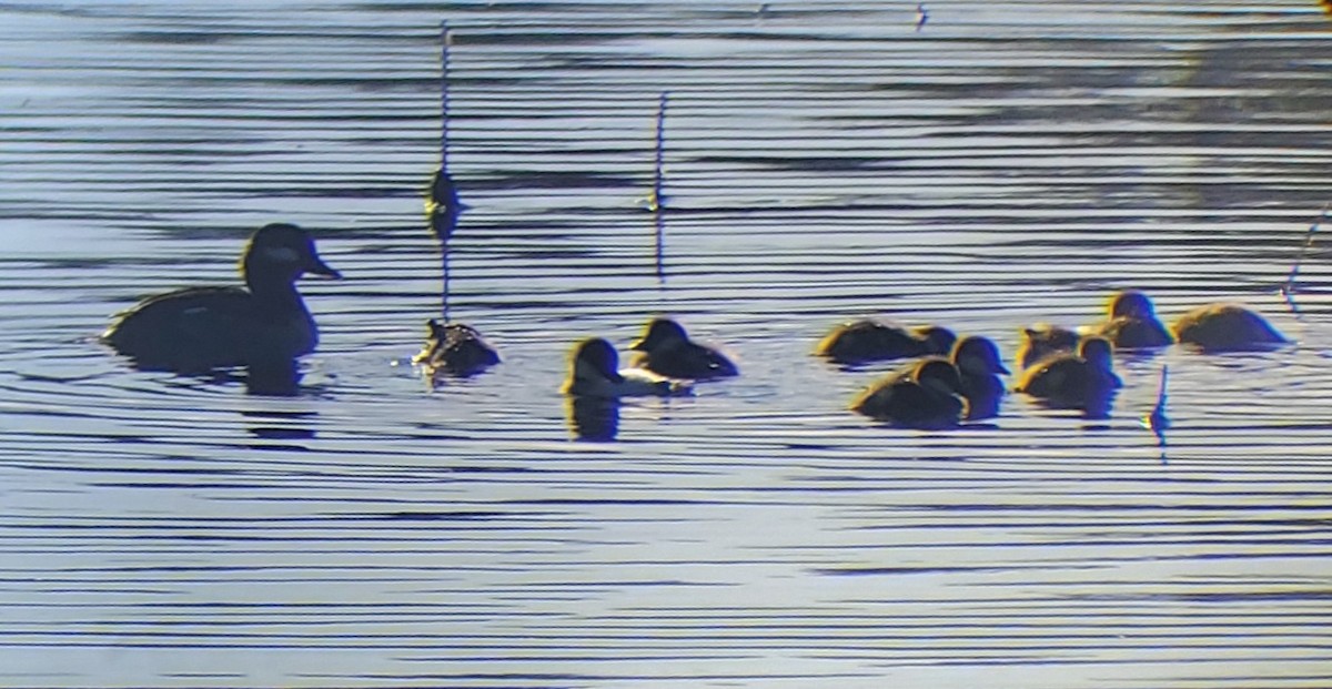 Bufflehead - ML620764001