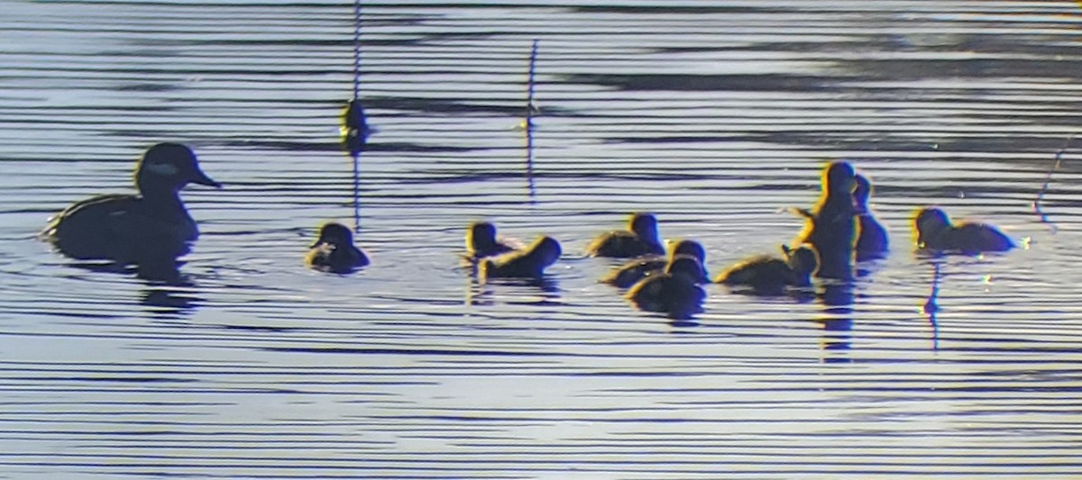 Bufflehead - Michael Hopper