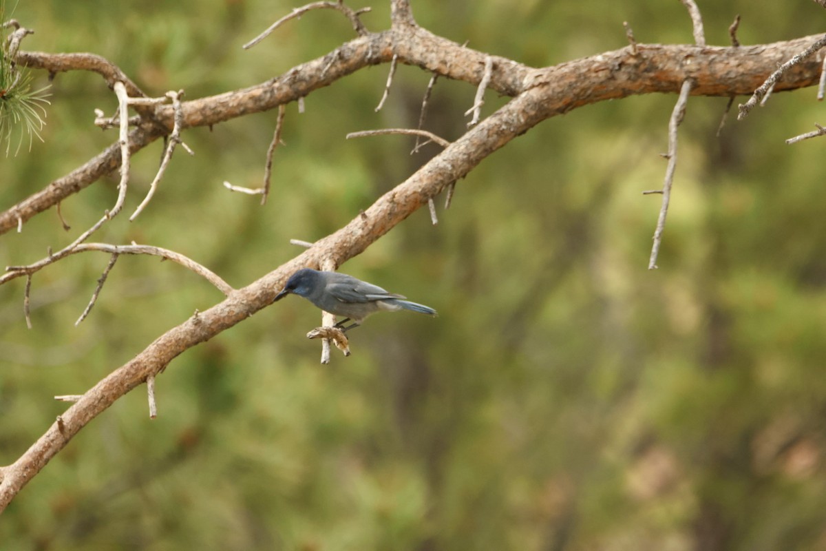 Pinyon Jay - ML620764003