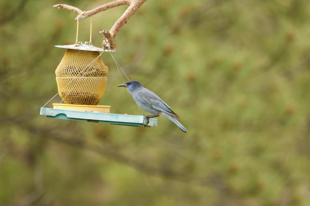 Pinyon Jay - ML620764004