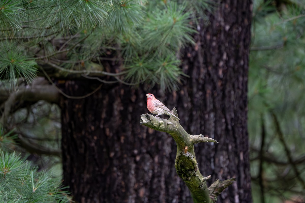 House Finch - ML620764006