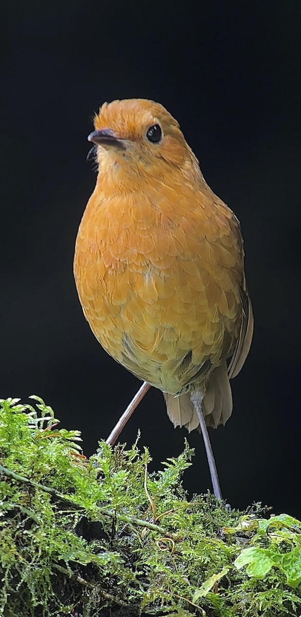 Equatorial Antpitta - ML620764007