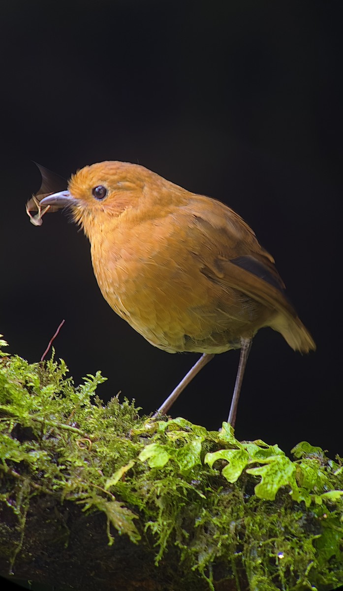 Equatorial Antpitta - William Orellana (Beaks and Peaks)