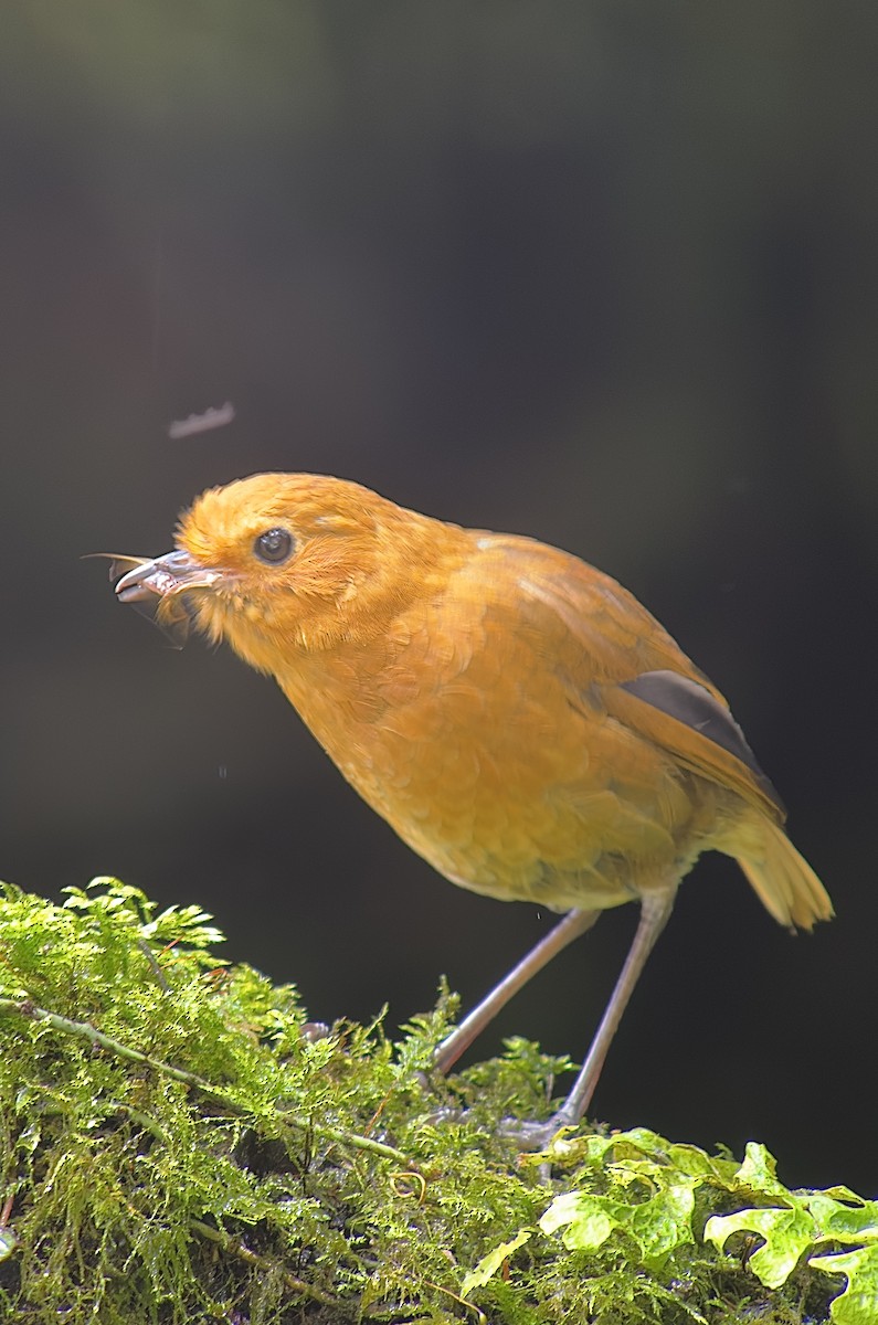 Equatorial Antpitta - ML620764009