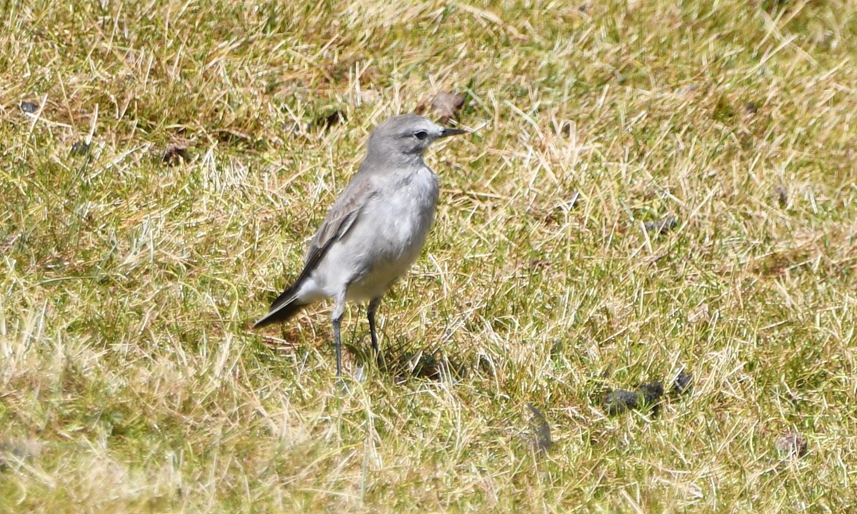 White-fronted Ground-Tyrant - ML620764010