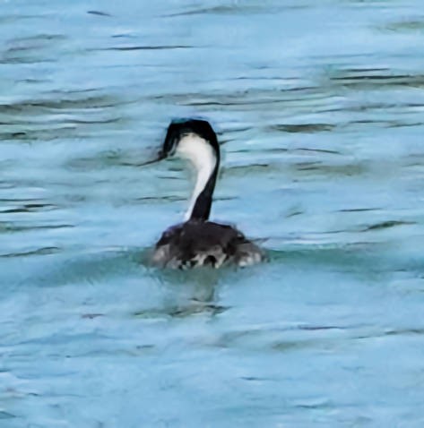 Western Grebe - ML620764012