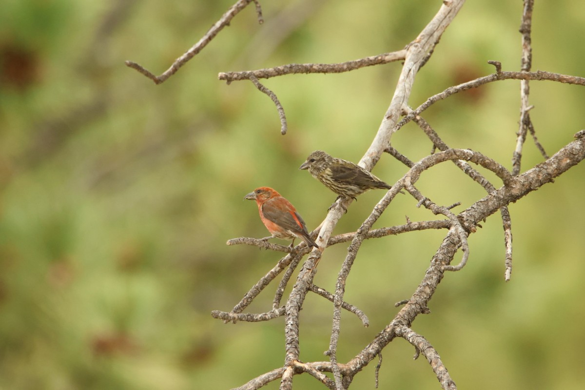 Red Crossbill - ML620764013