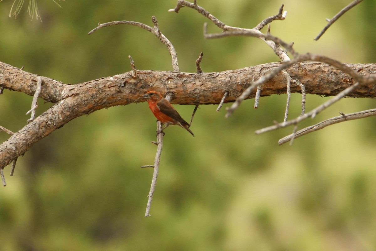 Red Crossbill - ML620764014