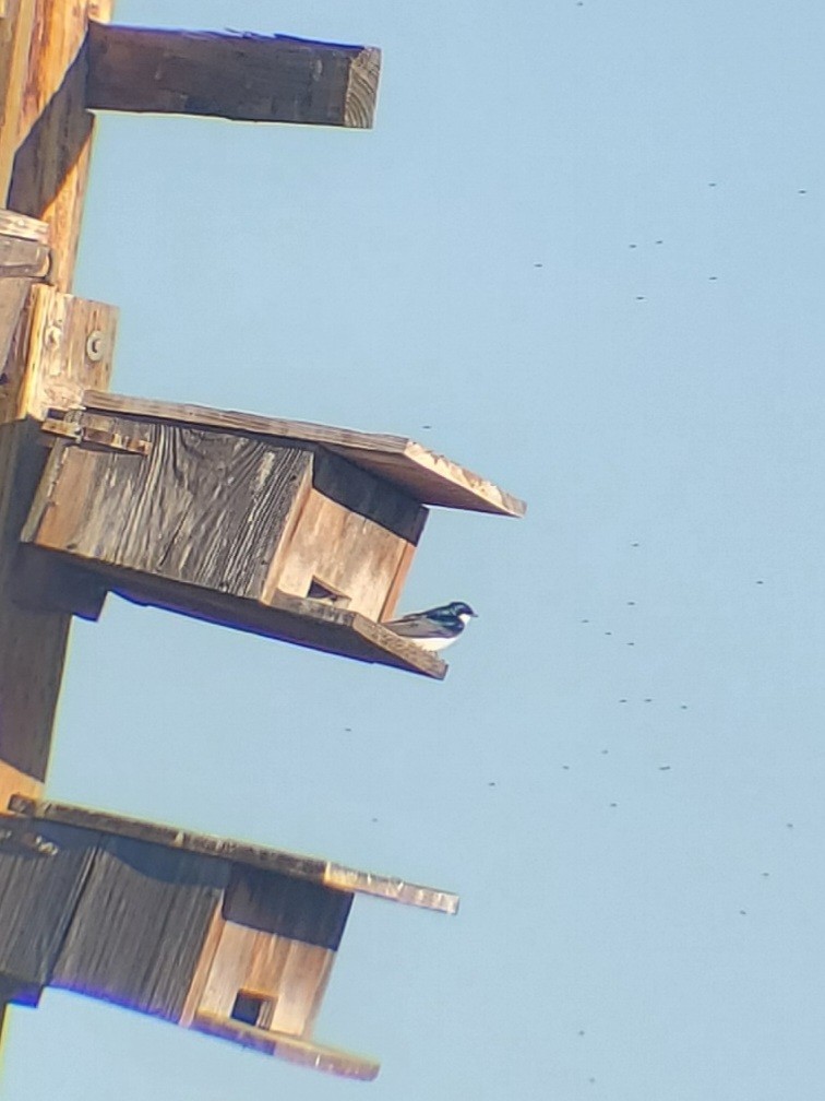 Tree Swallow - Michael Hopper