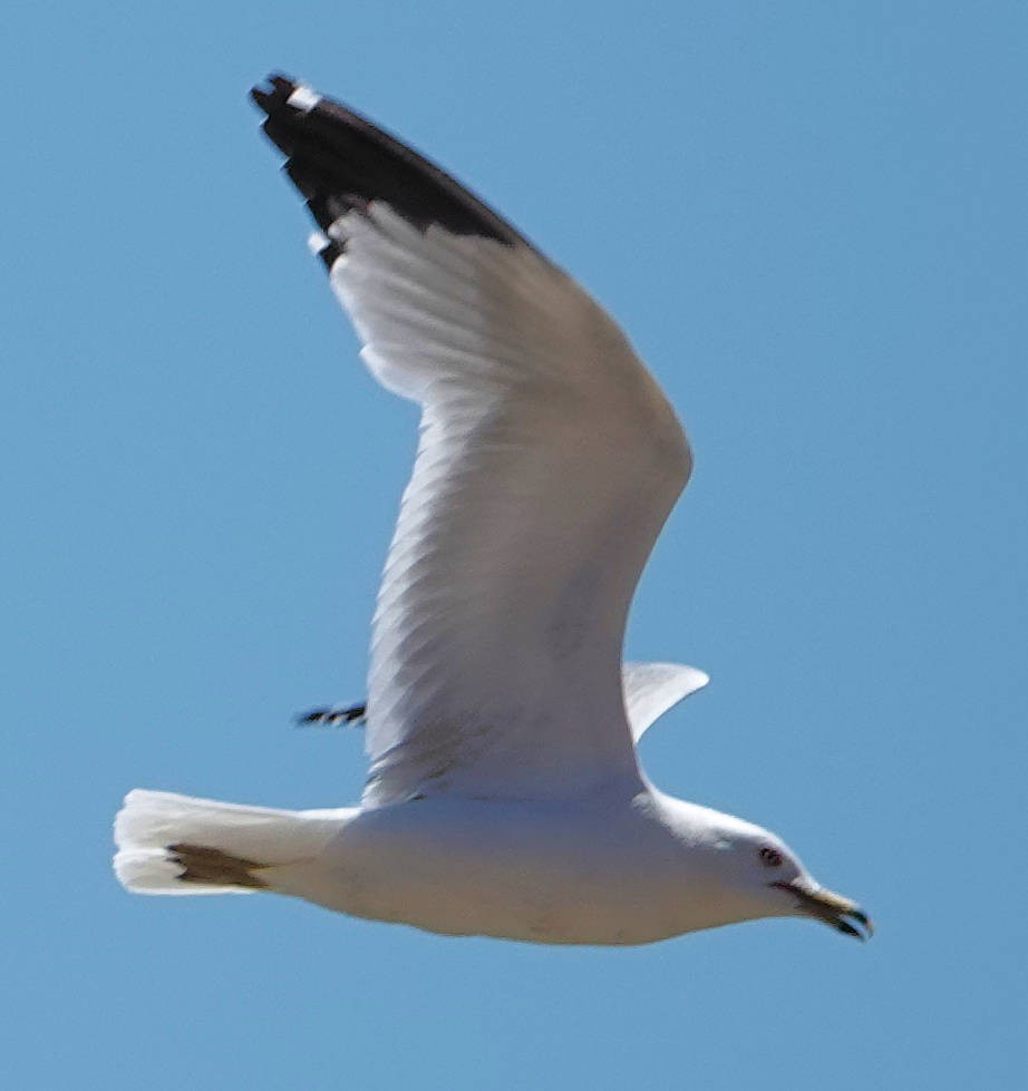 Ring-billed Gull - ML620764023