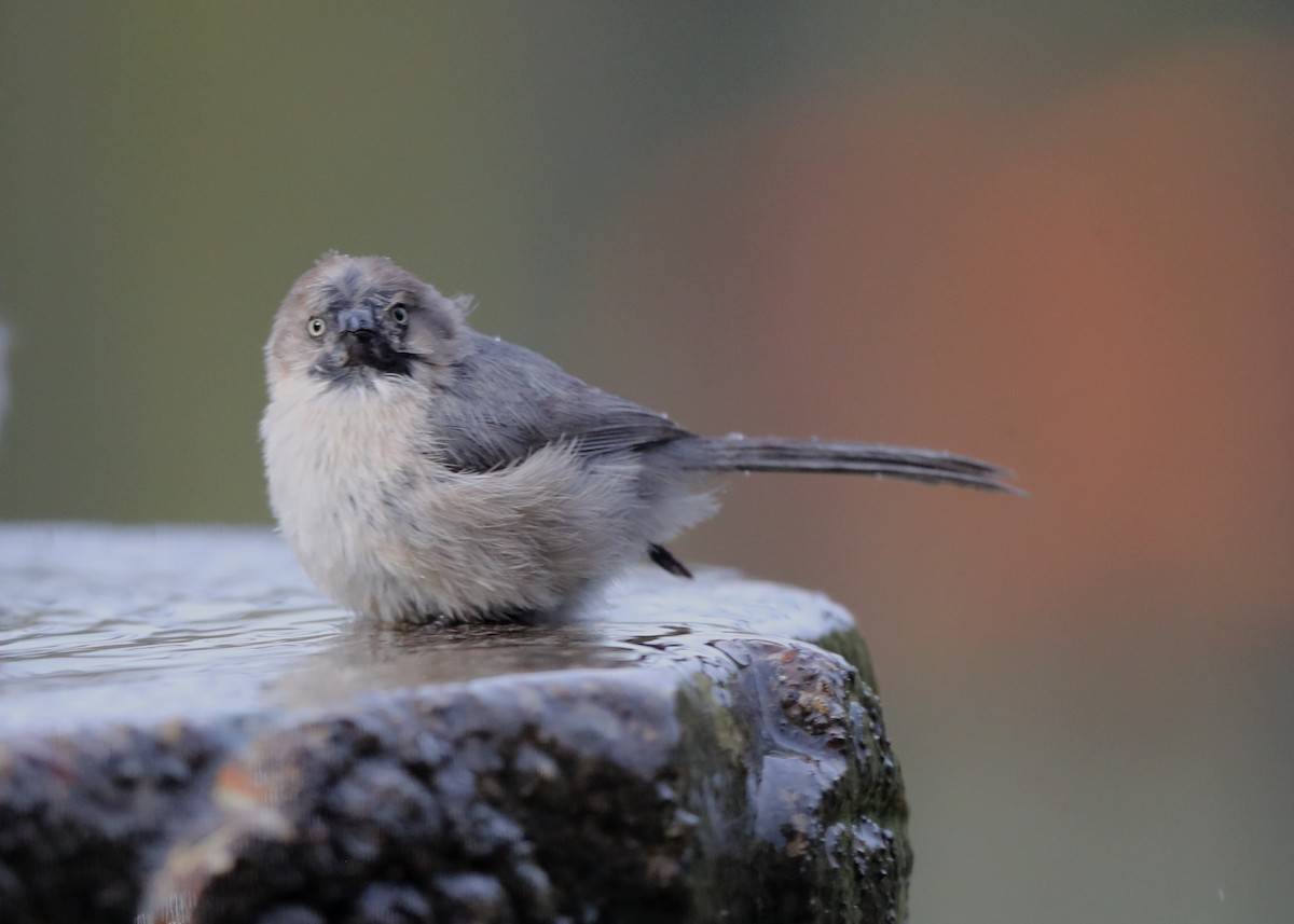 Bushtit - ML620764025