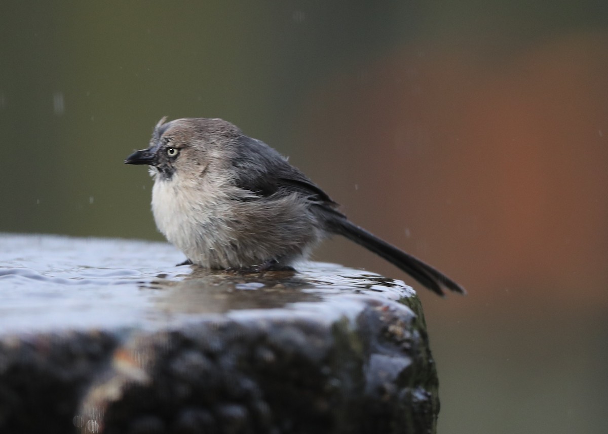 Bushtit - ML620764026