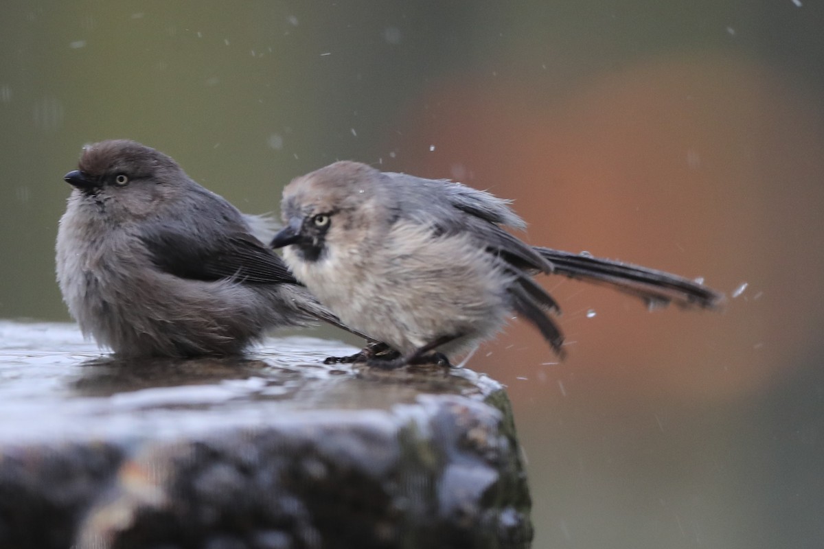 Bushtit - ML620764027