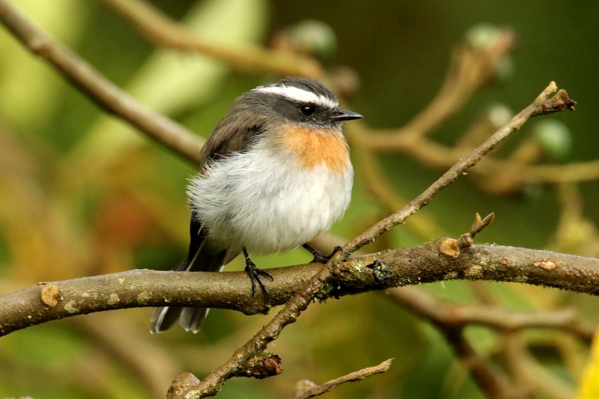 Rufous-breasted Chat-Tyrant - ML620764029
