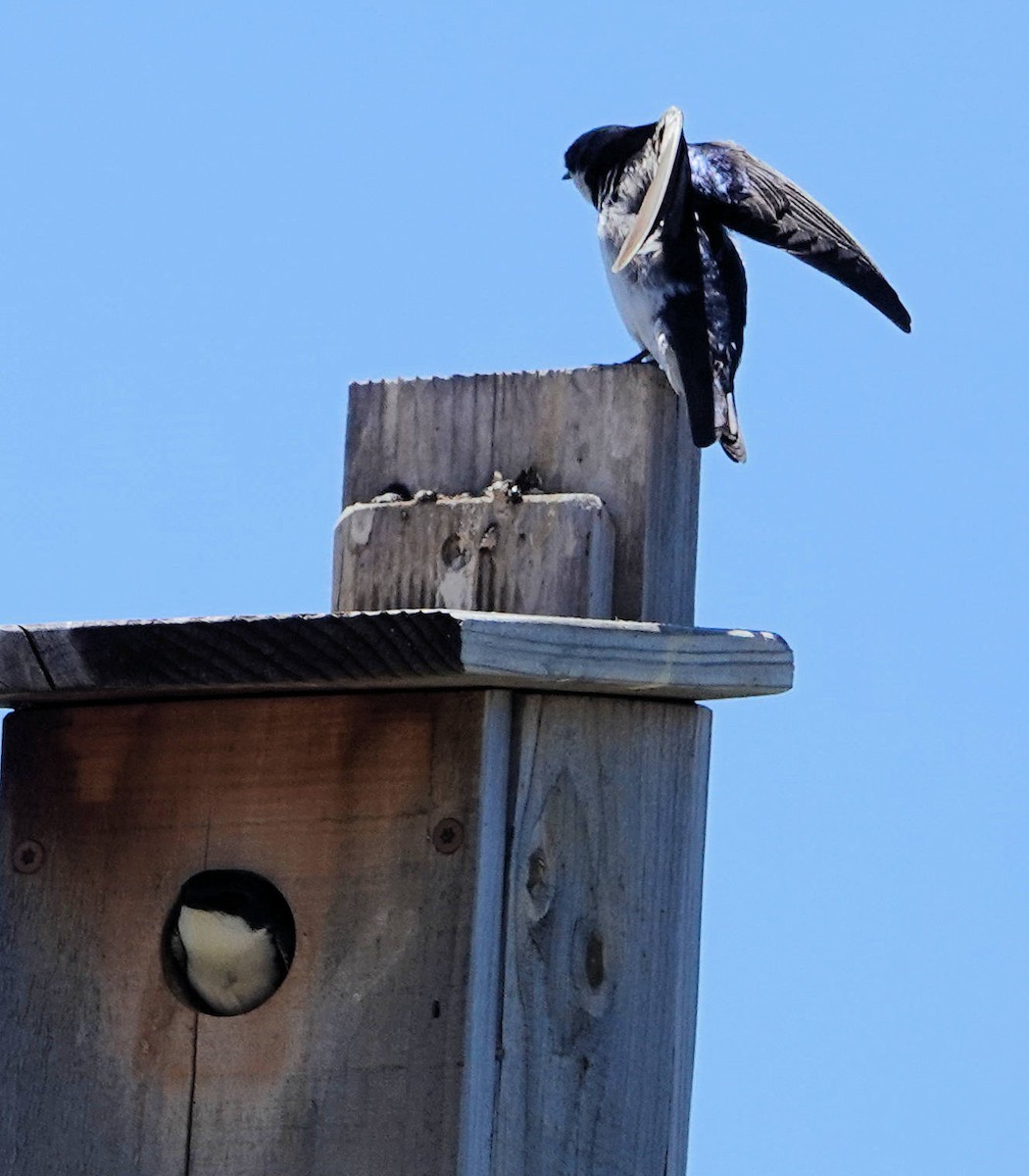 Tree Swallow - ML620764034