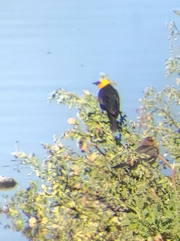 Yellow-headed Blackbird - ML620764035