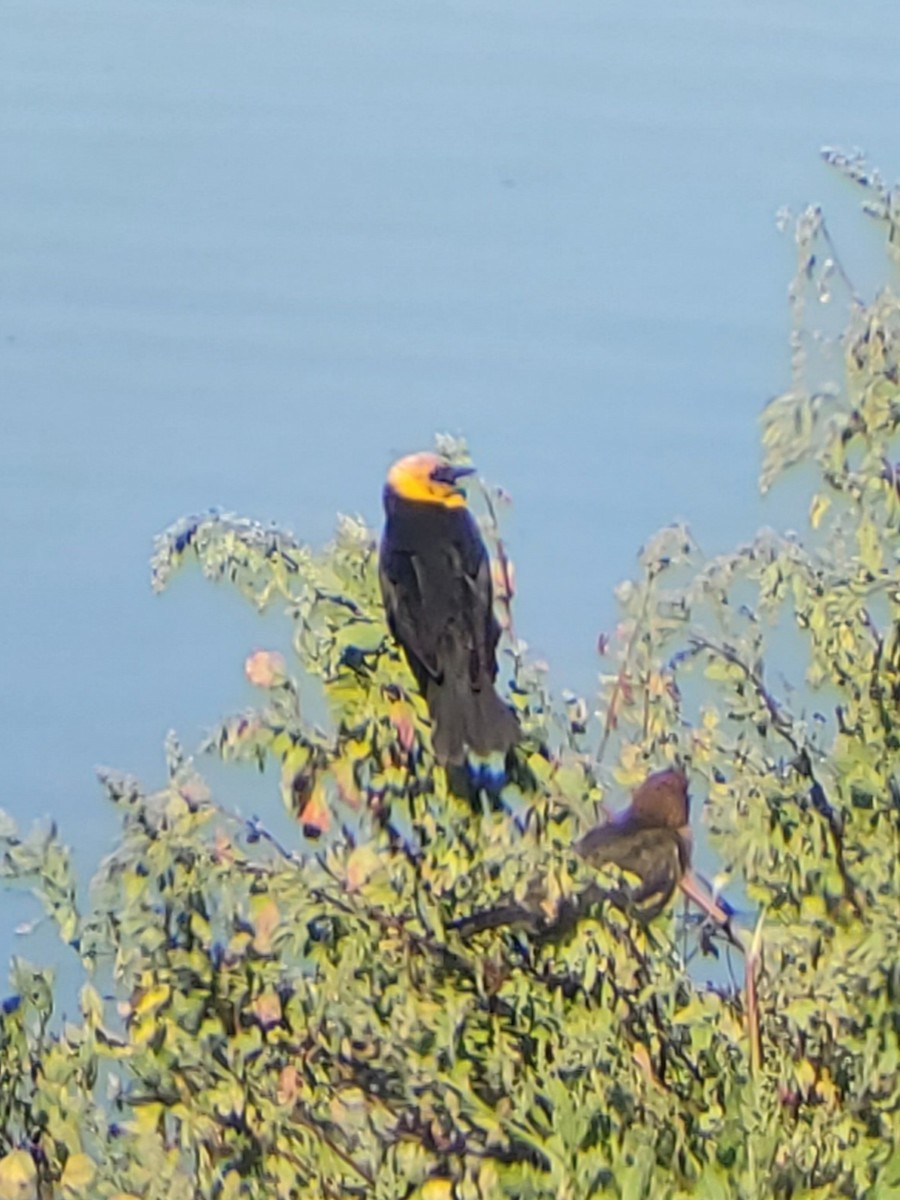 Yellow-headed Blackbird - ML620764036