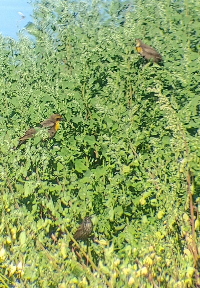 vlhovec žlutohlavý - ML620764037