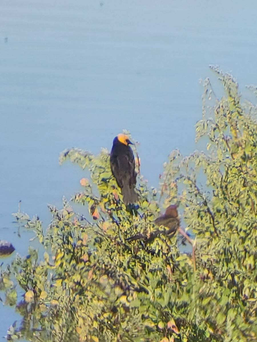 Yellow-headed Blackbird - ML620764038