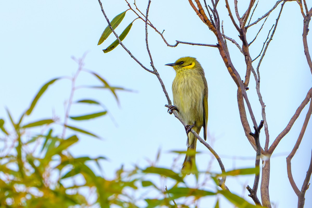 Gray-fronted Honeyeater - ML620764045