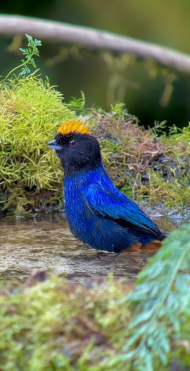 Golden-crowned Tanager - ML620764046
