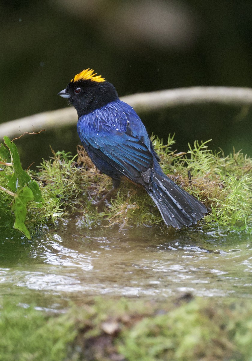 Golden-crowned Tanager - ML620764047