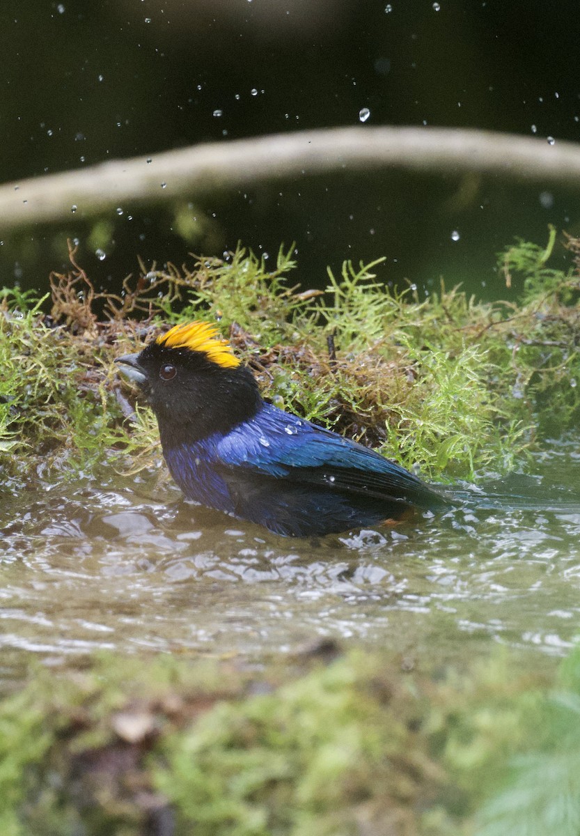 Golden-crowned Tanager - ML620764048
