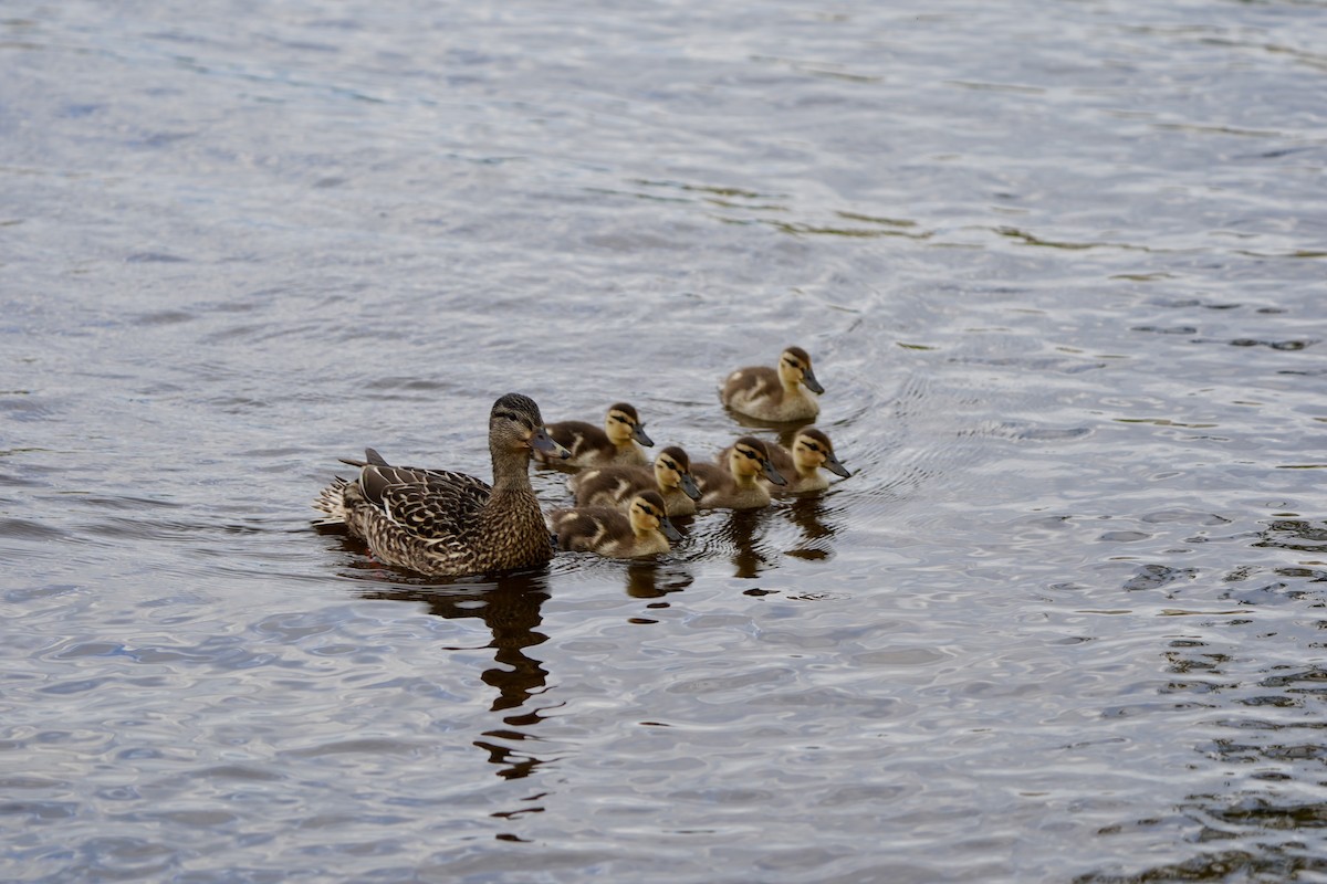 Canard colvert - ML620764049