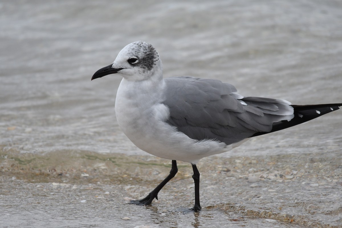 Laughing Gull - ML620764050