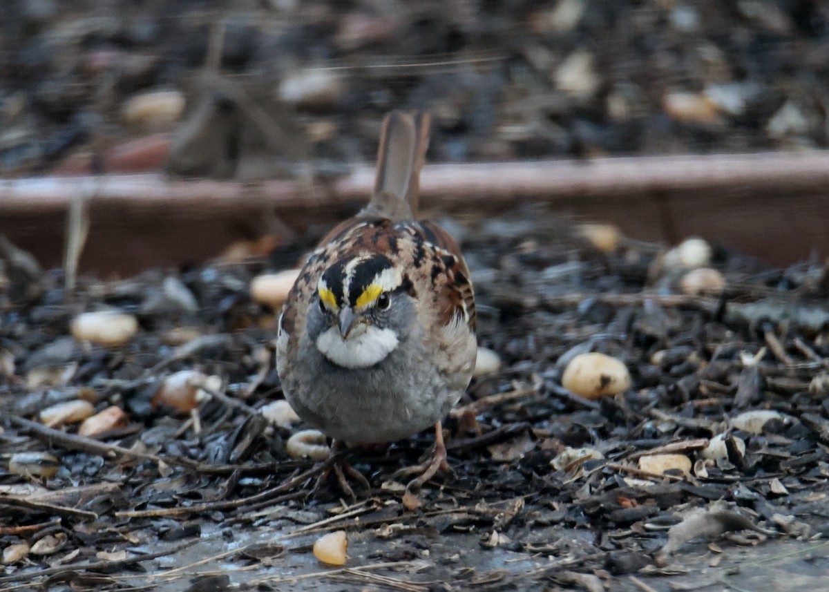 White-throated Sparrow - ML620764057