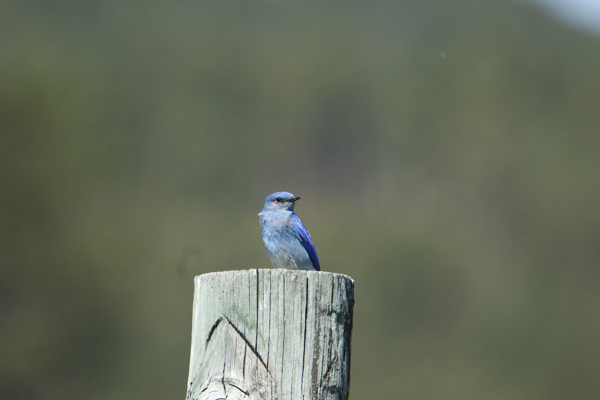 Mountain Bluebird - ML620764058