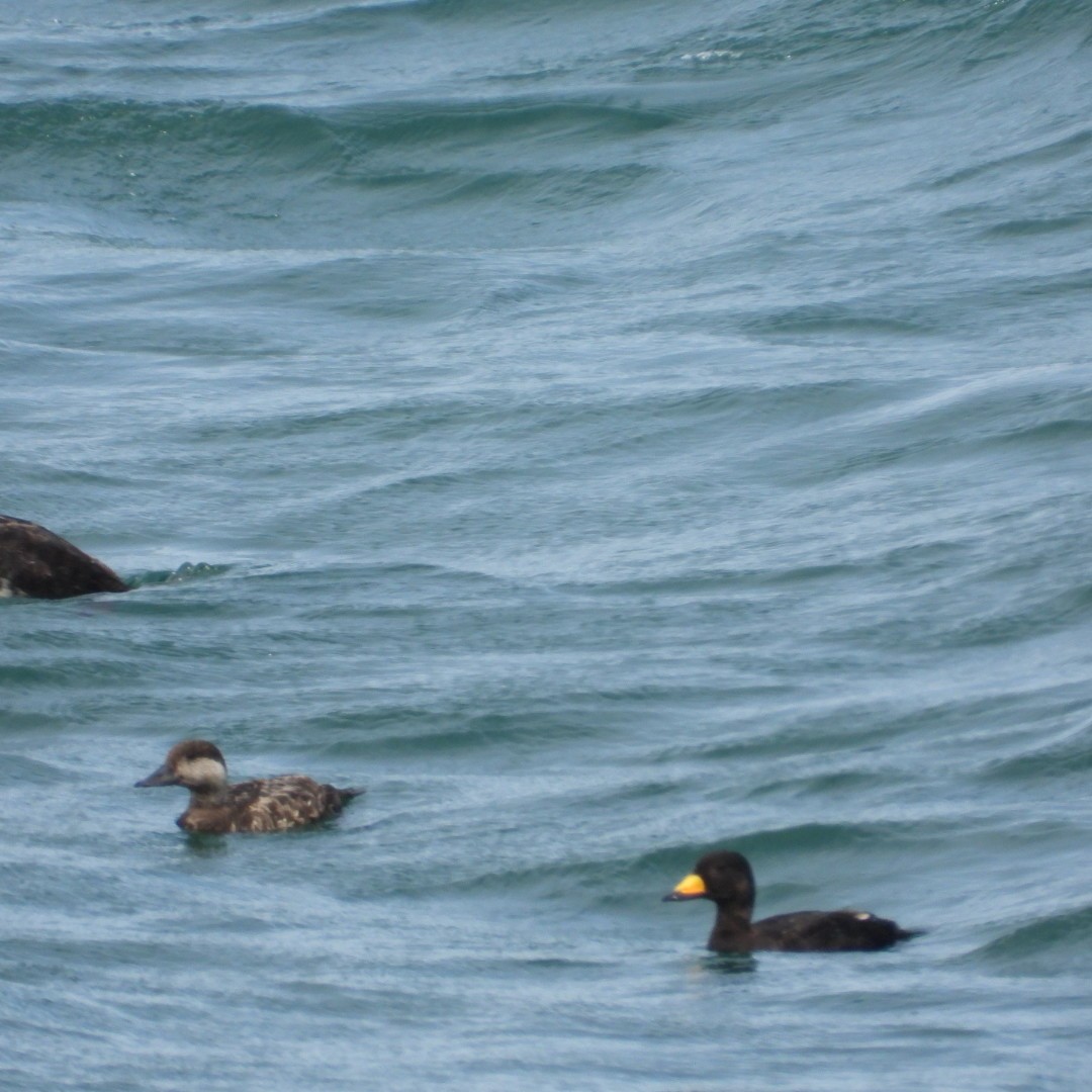 Black Scoter - ML620764059