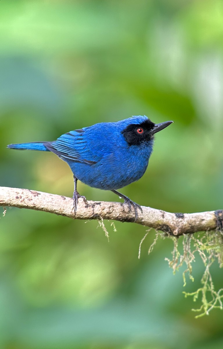 Masked Flowerpiercer - ML620764061