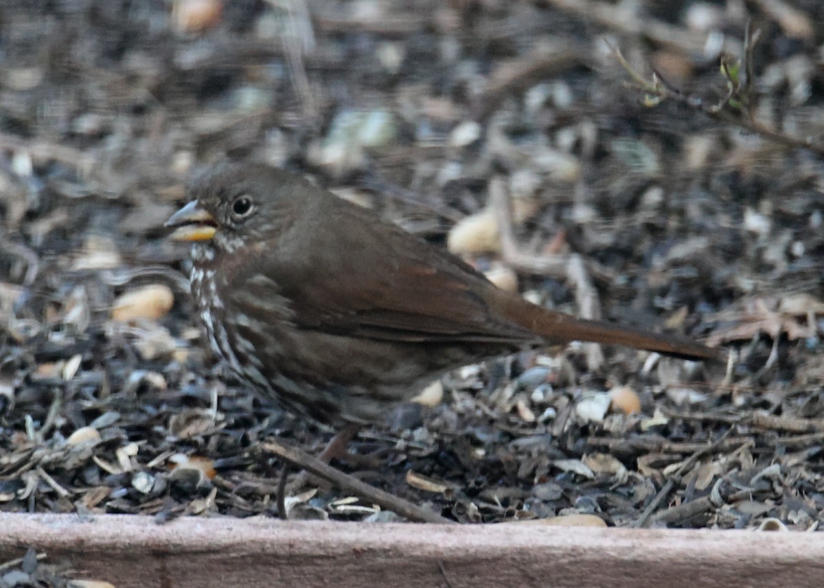 Fox Sparrow - Linda Dalton