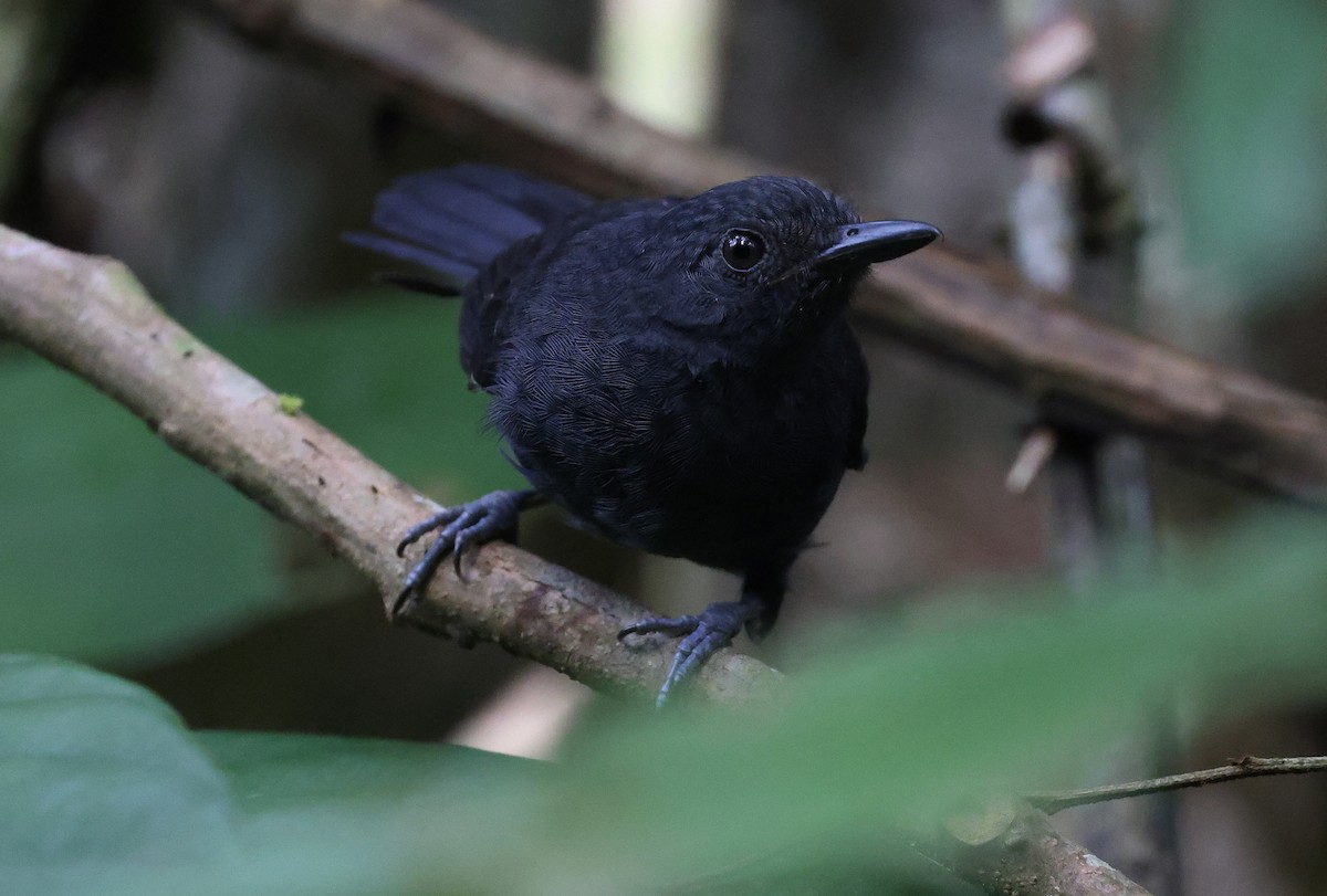 Riparian Antbird - ML620764066